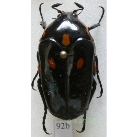 Cetonidae sp. Indonesia, Java92b